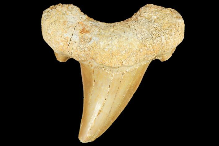 Fossil Shark Tooth (Otodus) - Morocco #103232